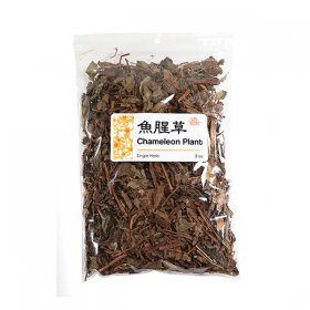 High Quality Chameleon Plant Heartleaf Houttuynia Yu Xing Cao